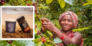 Koraput Coffee | exploretimes